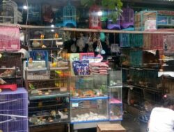 Pasar Hobby Toddopuli: Surga Pecinta Hewan, Sumber Harapan Pedagang Ikan Hias Makassar