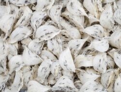 Siap Melantai di Bursa, Emiten Sarang Burung Walet RLCO Buka Keran IPO, Ini Rincian dan Potensinya